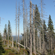 Illustration for article titled After Decades of Acid Rain Damage, Northeastern Forests Are Finally Making a Comeback